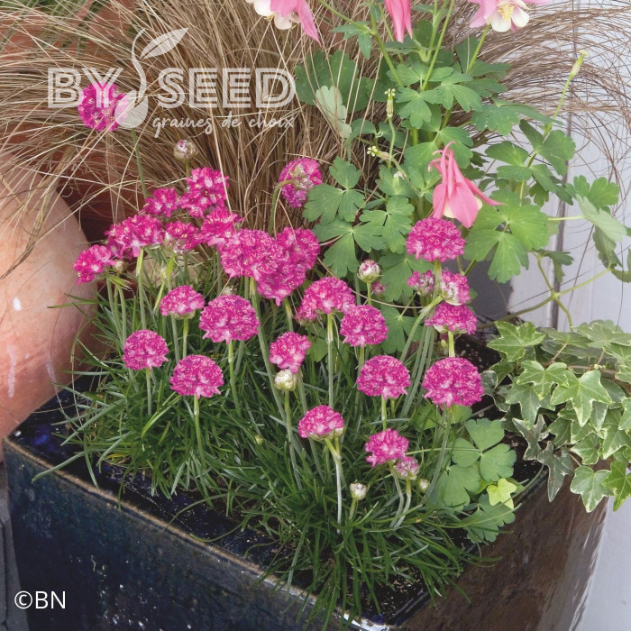 Armeria maritima Morning Star Deep Rose (Gazon d'Espagne)