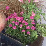 Armeria maritima Morning Star Deep Rose (Gazon d'Espagne)