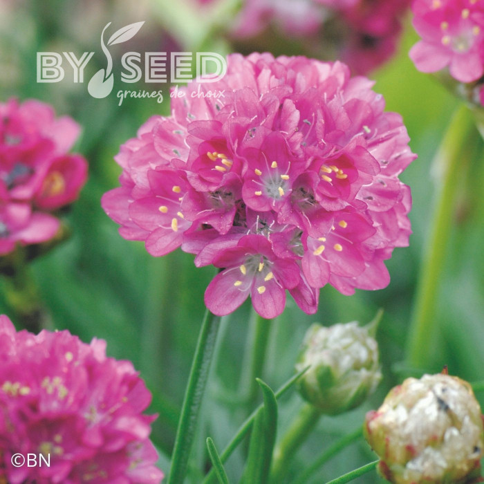 Armeria maritima Morning Star Deep Rose (Gazon d'Espagne)