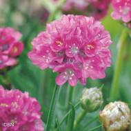 Armeria maritima Morning Star Deep Rose (Gazon d'Espagne)