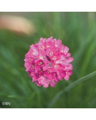 Erable du Japon Atropurpureum