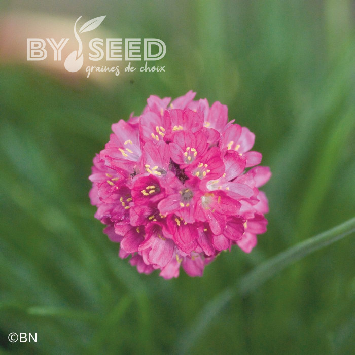 Armeria maritima Morning Star Deep Rose (Gazon d'Espagne)