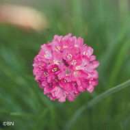 Armeria maritima Morning Star Deep Rose (Gazon d'Espagne)