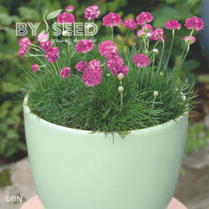 Armeria maritima Morning Star Deep Rose (Gazon d'Espagne)