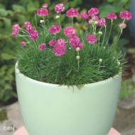 Armeria maritima Morning Star Deep Rose (Gazon d'Espagne)