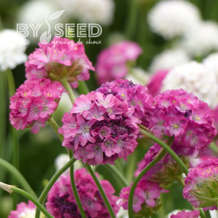 Armeria maritima Morning Star Deep Rose (Gazon d'Espagne)