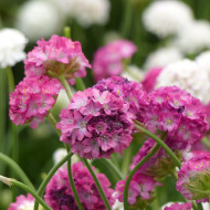 Armeria maritima Morning Star Deep Rose (Gazon d'Espagne)