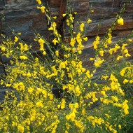 Genêt à balais (Cytisus scoparius)