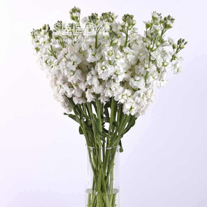 Giroflée quarantaine Katz Hi-double White