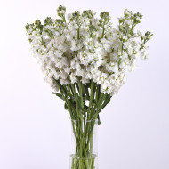 Giroflée quarantaine Katz Hi-double White