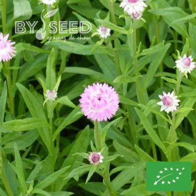 Immortelle à bractées Silver Pink BIO