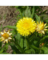 Millepertuis rampant - Hypericum calycinum