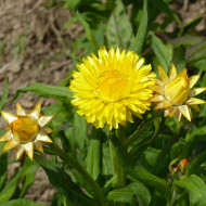 Immortelle à bractées Lemon Yellow