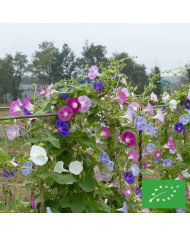 Impatiens interspécifique Solarscape XL Pink Jewel