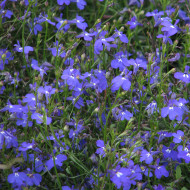 Lobélia retombant Sapphire Cascade