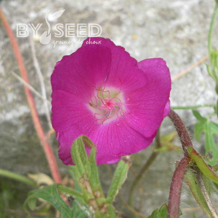 Callirhoe involucrata (Mauve-Pavot)