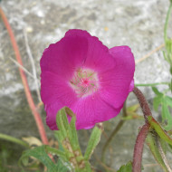 Callirhoe involucrata (Mauve-Pavot)