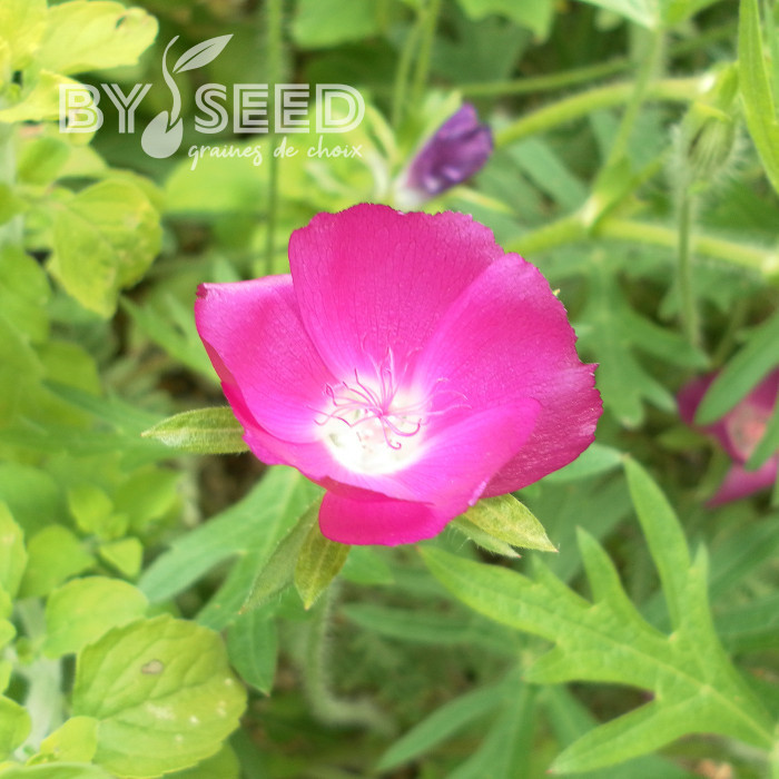 Callirhoe involucrata (Mauve-Pavot)