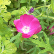 Callirhoe involucrata (Mauve-Pavot)