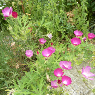 Callirhoe involucrata (Mauve-Pavot)