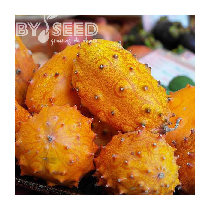 Cucumis metuliferus - Métulon - Kiwano