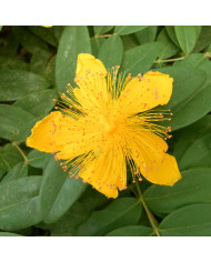 Immortelle à bractées Lemon Yellow