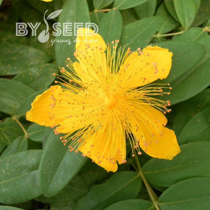 Millepertuis rampant - Hypericum calycinum