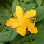 Millepertuis rampant - Hypericum calycinum