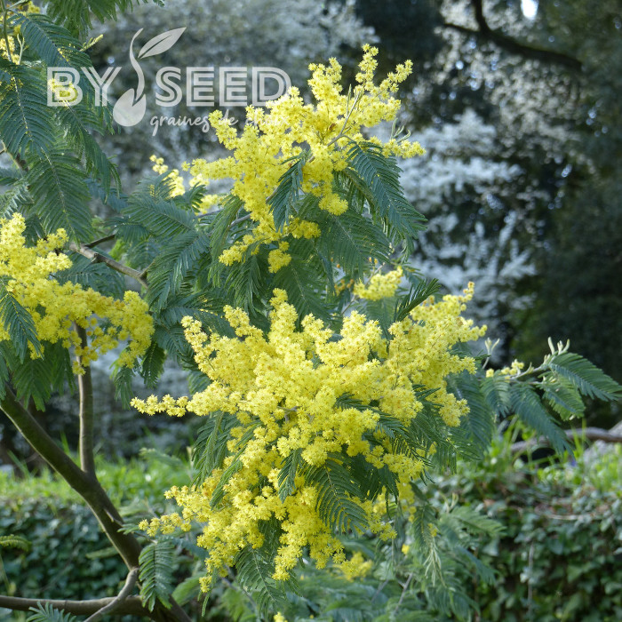Mimosa d'hiver - Acacia dealbata