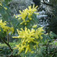 Mimosa d'hiver - Acacia dealbata