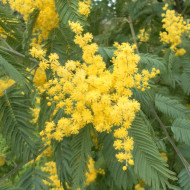 Mimosa d'hiver - Acacia dealbata