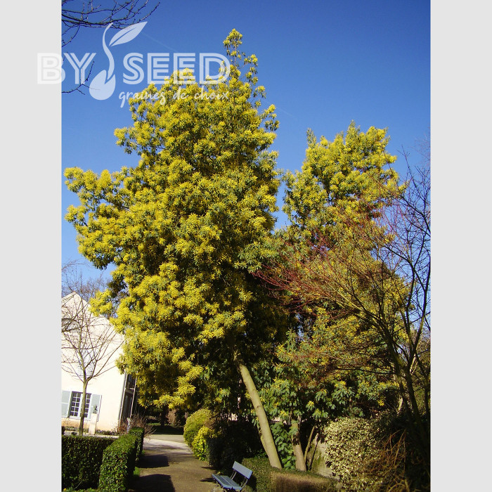 Mimosa d'hiver - Acacia dealbata