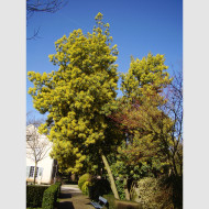 Mimosa d'hiver - Acacia dealbata