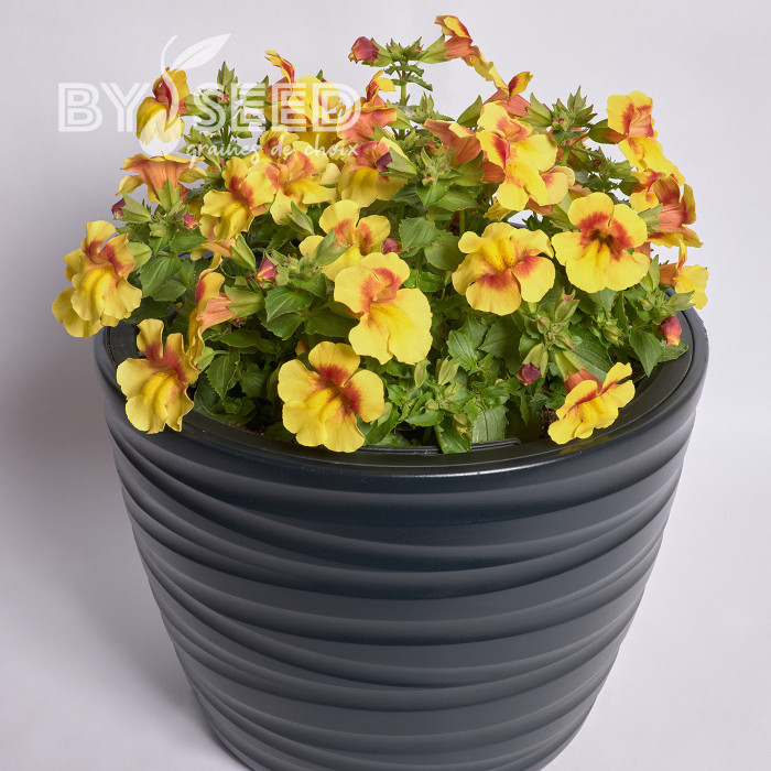 Mimulus Medius F1 Yellow Bicolour