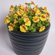 Mimulus Medius F1 Yellow Bicolour