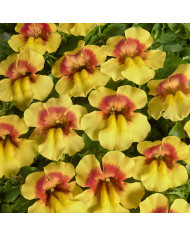 Mimulus Medius F1 Mix