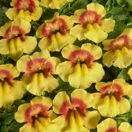 Mimulus Medius F1 Yellow Bicolour