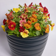 Mimulus Medius F1 Mix