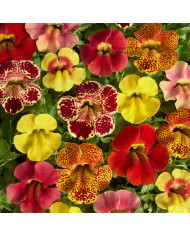 Mimulus Medius F1 Pastel Crimson
