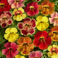 Mimulus Medius F1 Mix