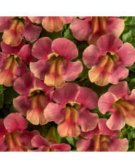 Mimulus Medius F1 Mix