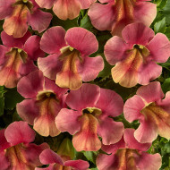 Mimulus Medius F1 Pastel Crimson