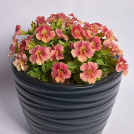 Mimulus Medius F1 Pastel Crimson