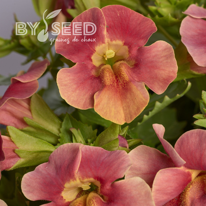 Mimulus Medius F1 Pastel Crimson