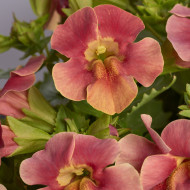 Mimulus Medius F1 Pastel Crimson
