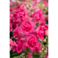 Muflier F1 Sweet Duet Rose Shades