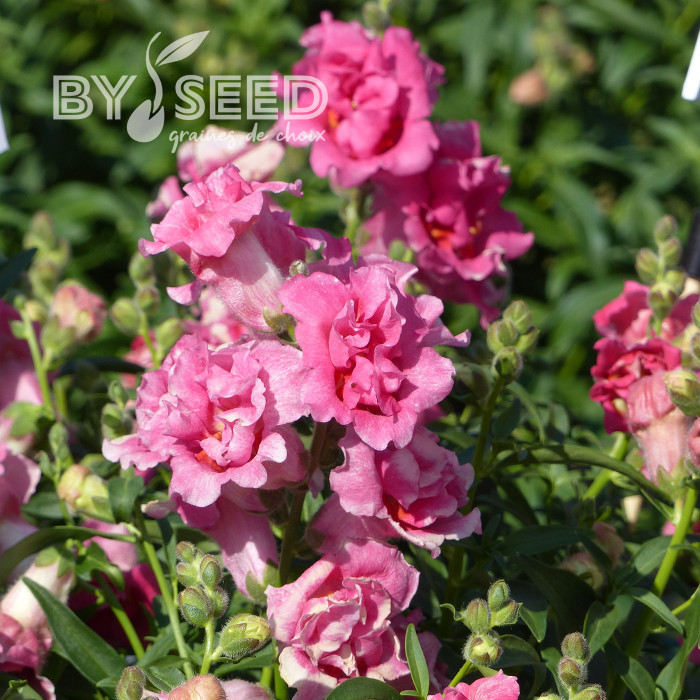 Muflier F1 Sweet Duet Rose Shades