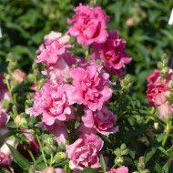 Muflier F1 Sweet Duet Rose Shades