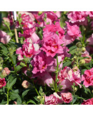 Muflier Twinny F1 Peach
