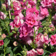 Muflier F1 Sweet Duet Rose Shades